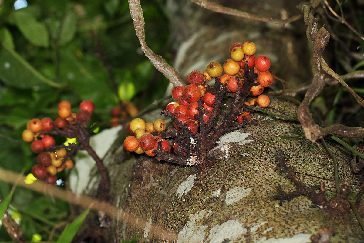 Ficus sur