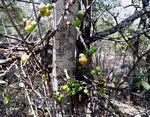 Ficus sur