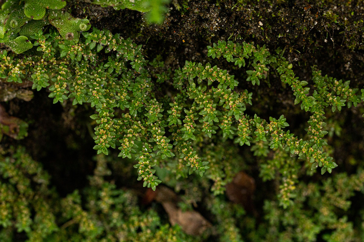 Pilea microphylla