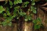 Pilea tetraphylla