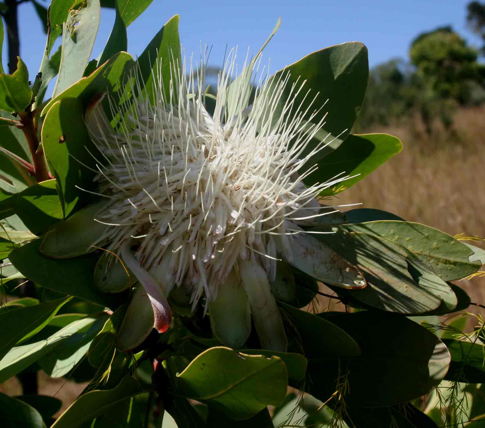 Protea angolensis var. divaricata Protea angolensis var. divaricata
