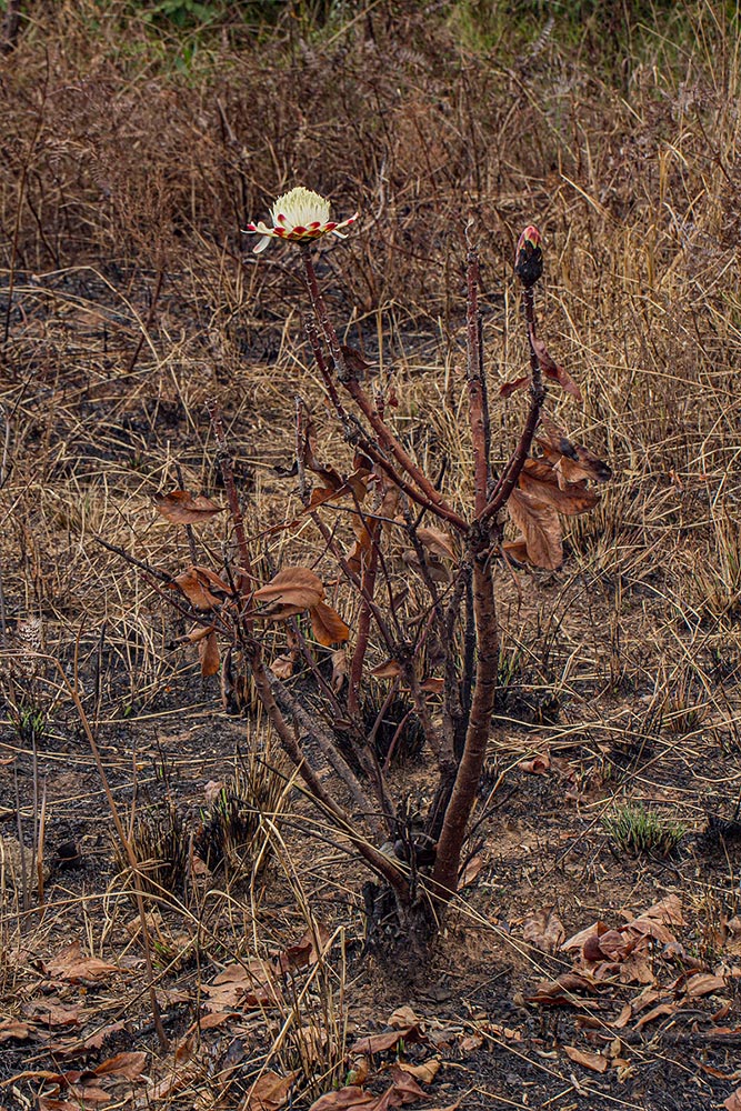Protea angolensis var. divaricata Protea angolensis var. divaricata
