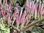 Tapinanthus dependens