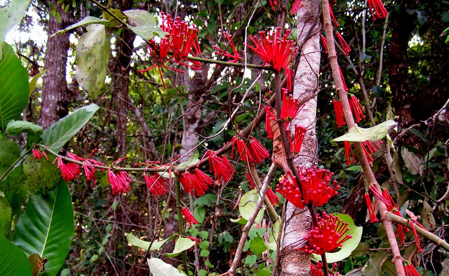 Globimetula mweroensis