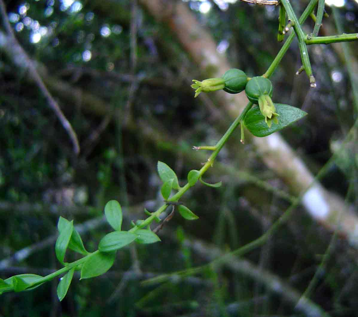 Osyridicarpos schimperianus