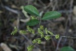 Opilia amentacea