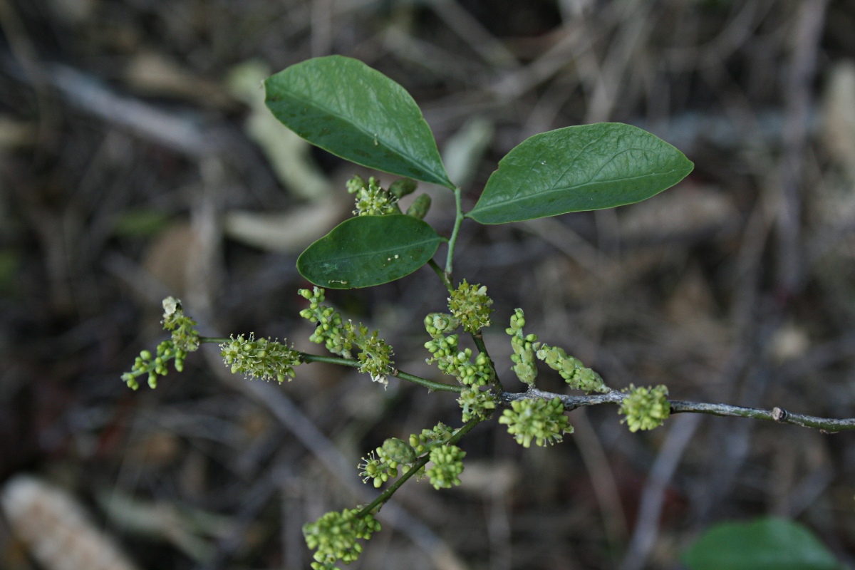 Opilia amentacea