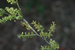 Opilia amentacea