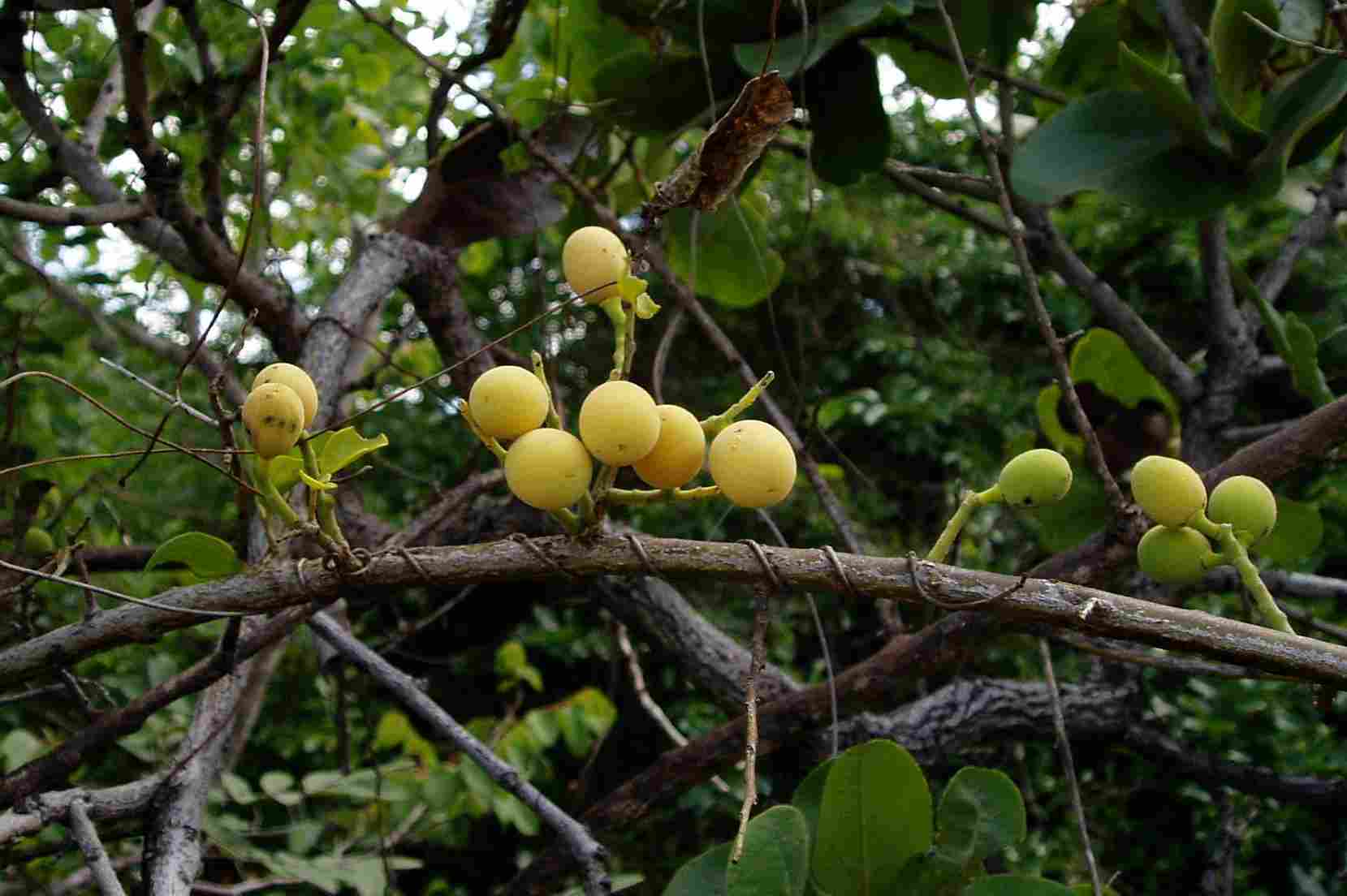 Opilia amentacea