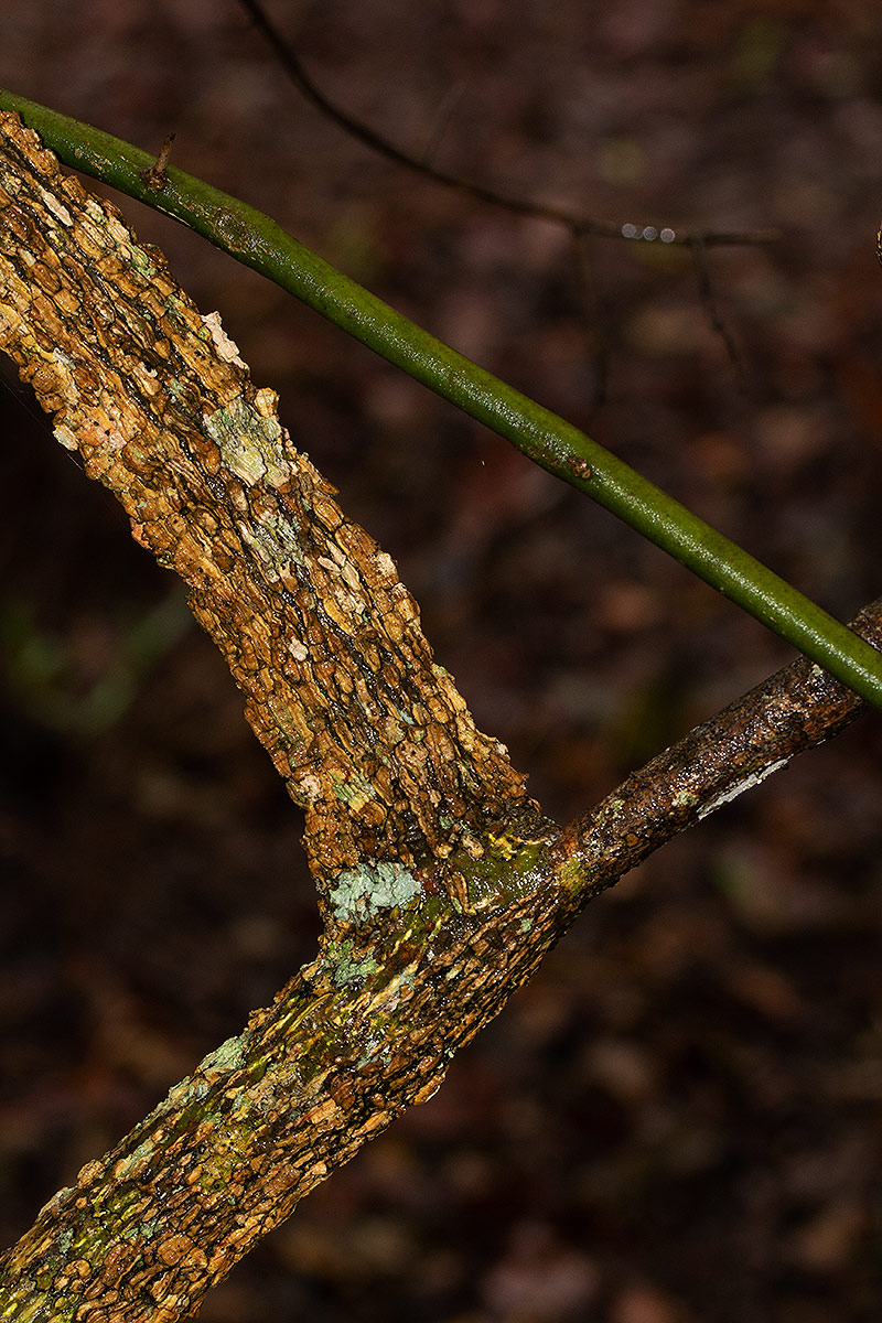 Opilia amentacea