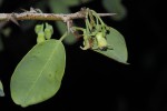 Ximenia americana var. microphylla