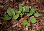 Aristolochia heppii