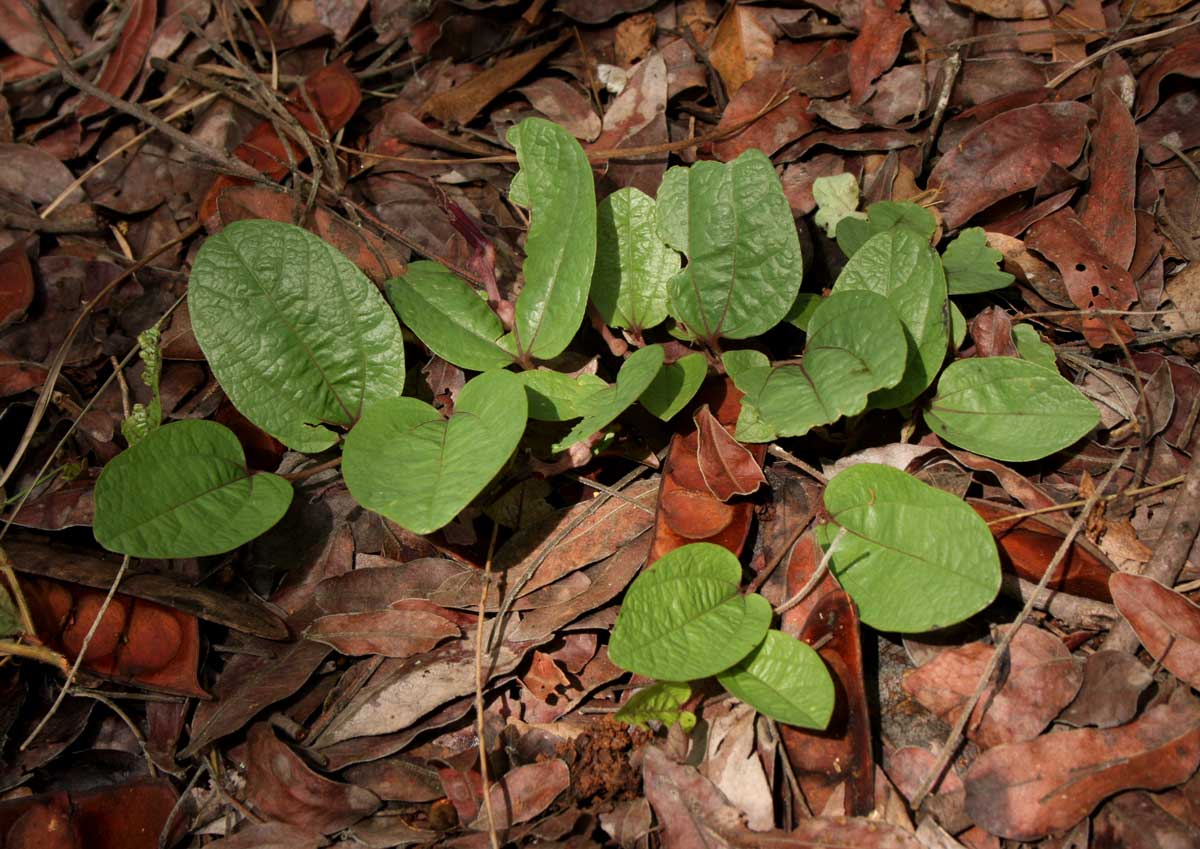 Aristolochia heppii