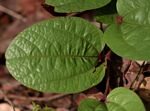 Aristolochia heppii