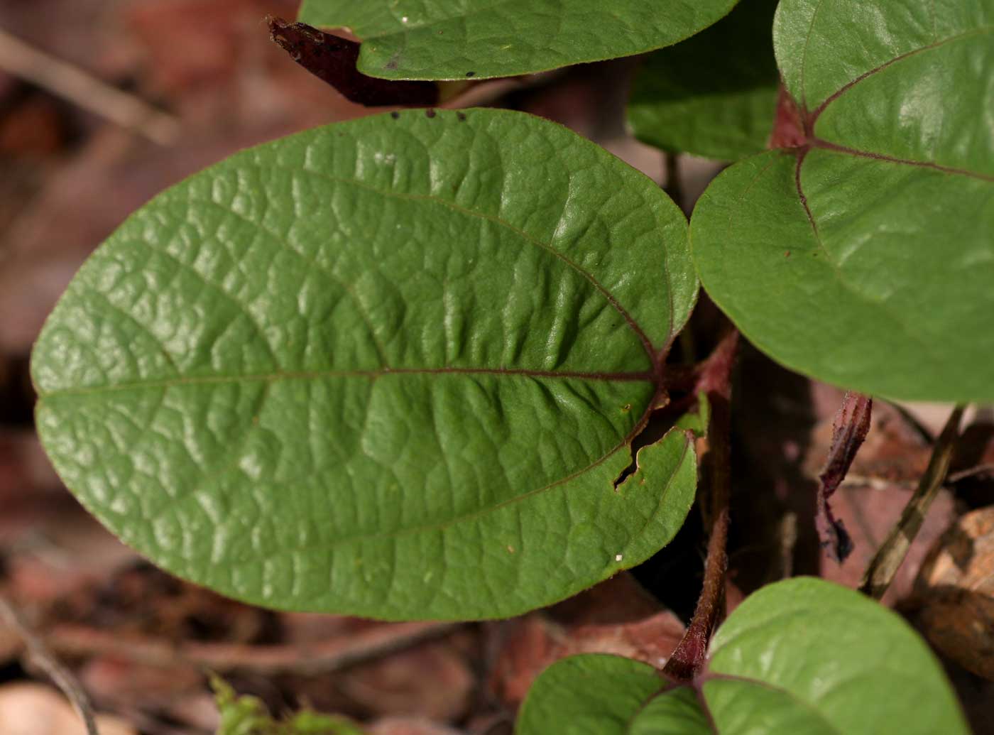 Aristolochia heppii