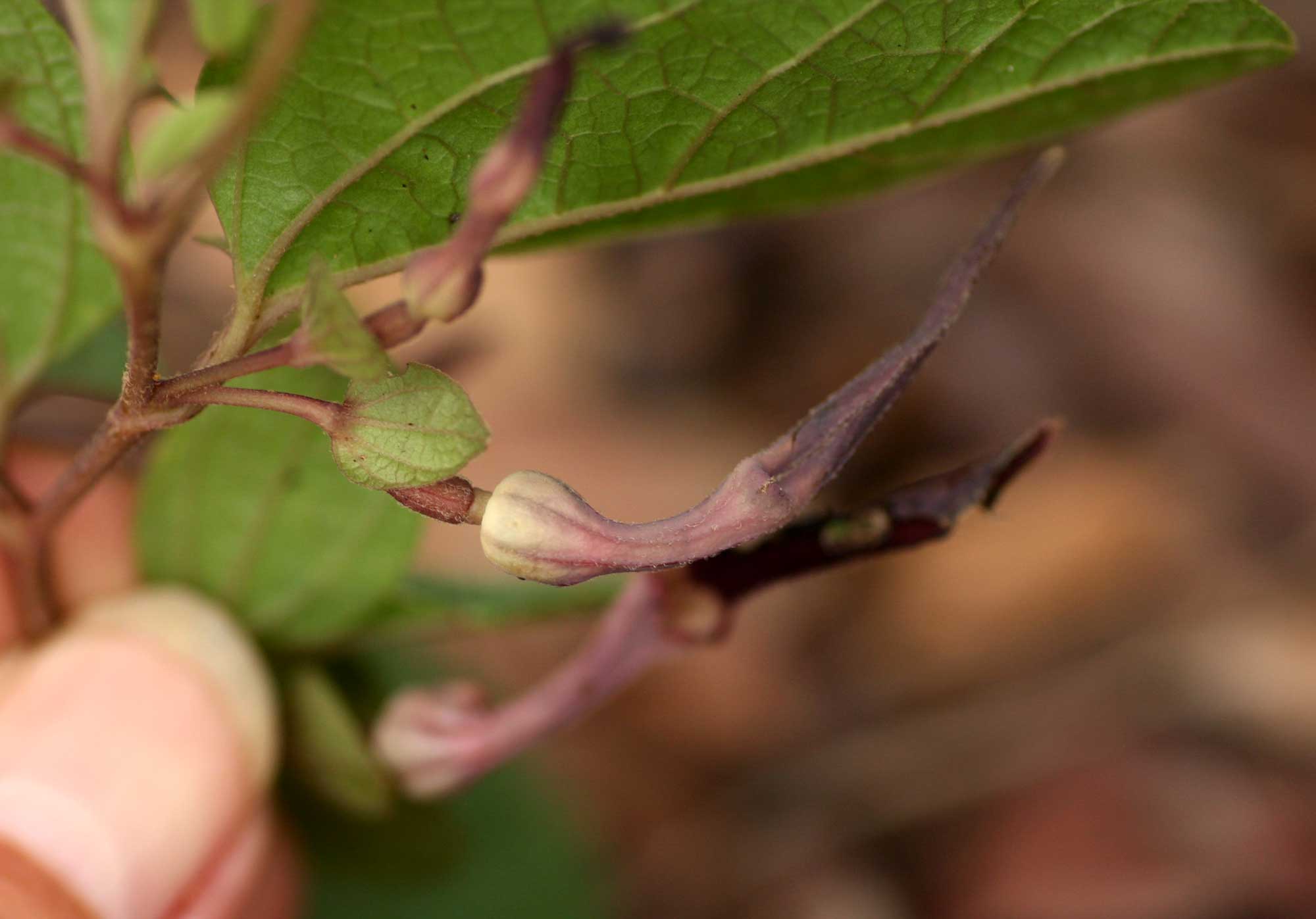 Aristolochia heppii