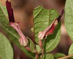 Aristolochia heppii
