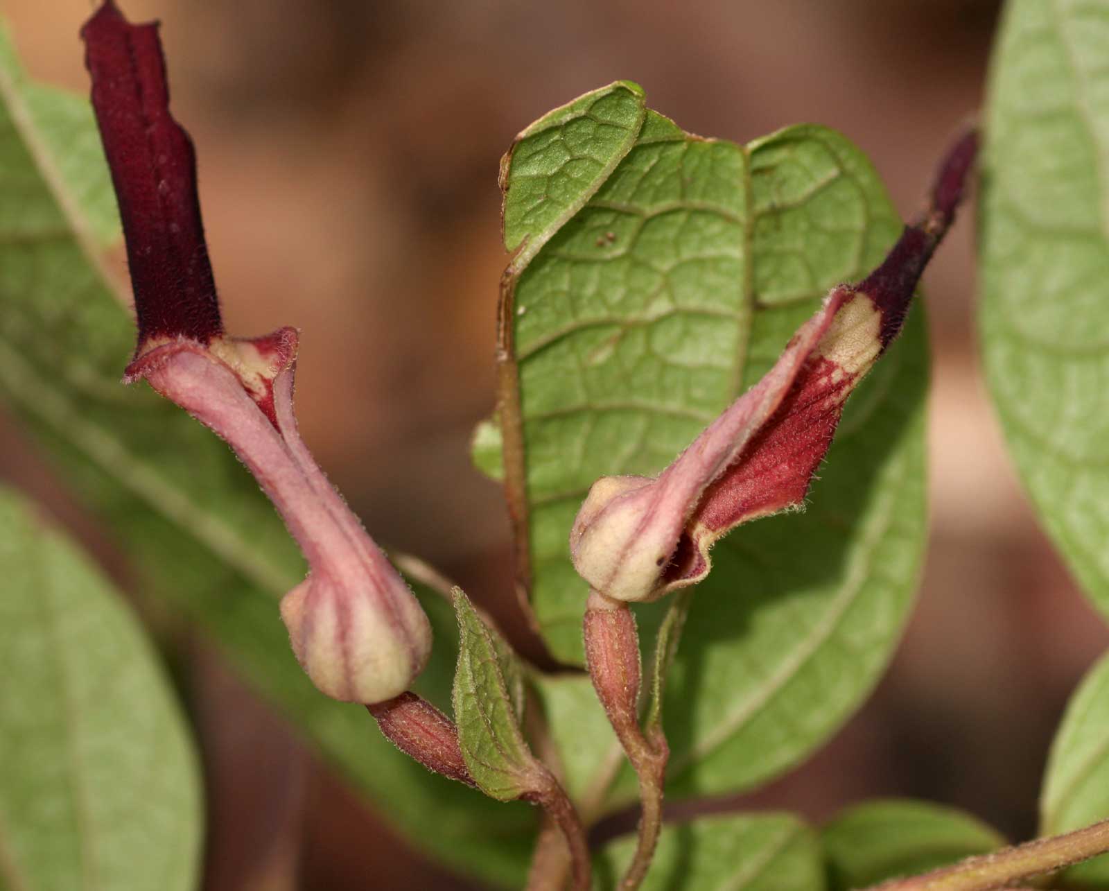 Aristolochia heppii