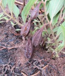 Aristolochia hockii