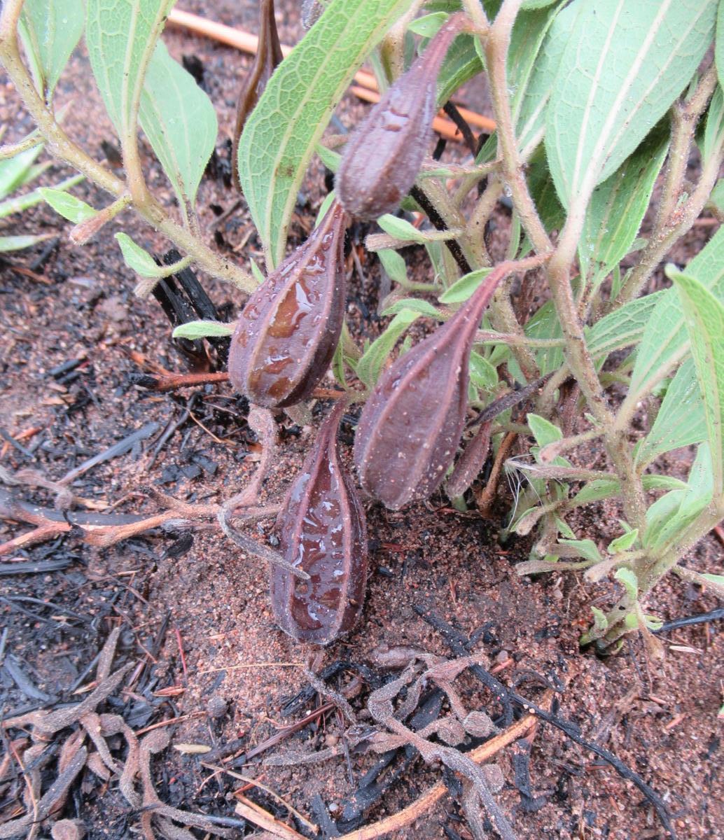 Aristolochia hockii