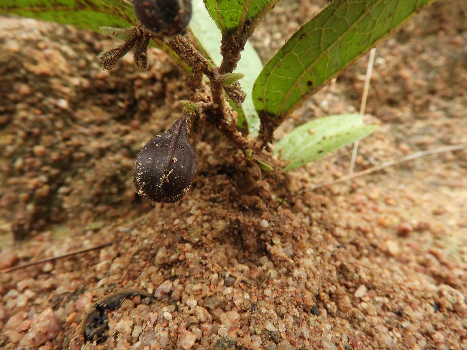 Aristolochia hockii