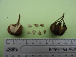 Aristolochia hockii