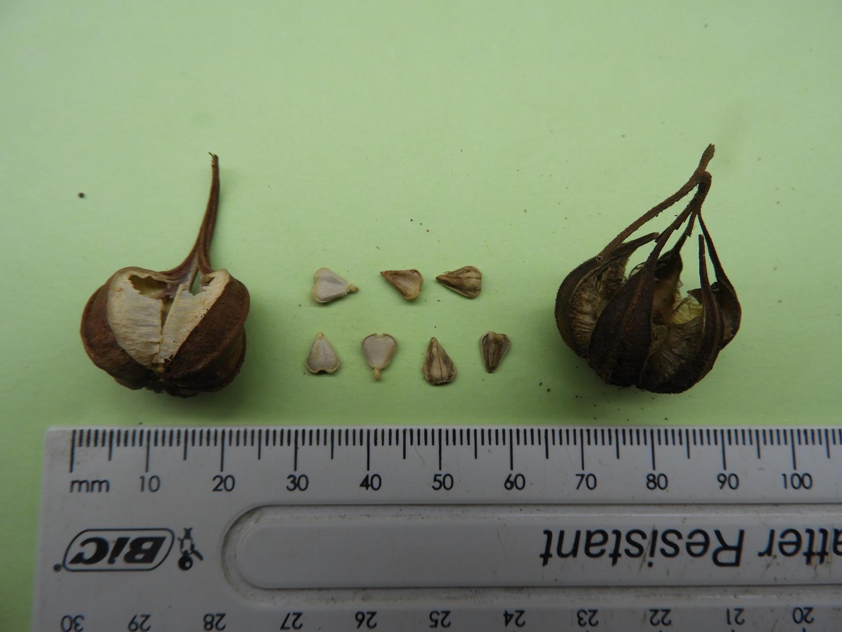 Aristolochia hockii