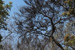 Pilostyles aethiopica