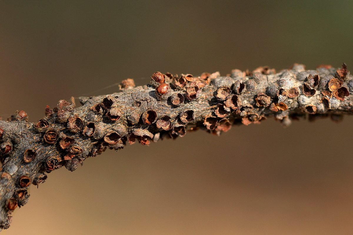 Pilostyles aethiopica