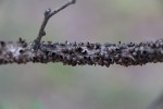 Pilostyles aethiopica