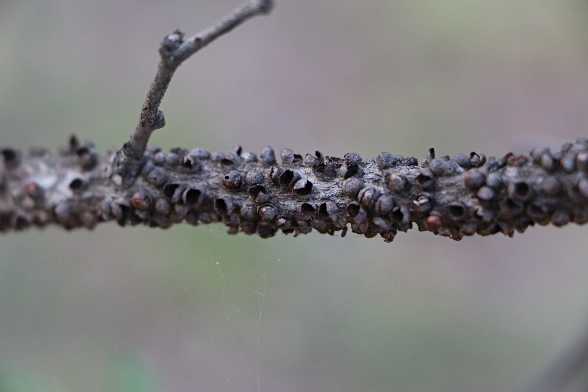 Pilostyles aethiopica
