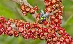 Pilostyles aethiopica