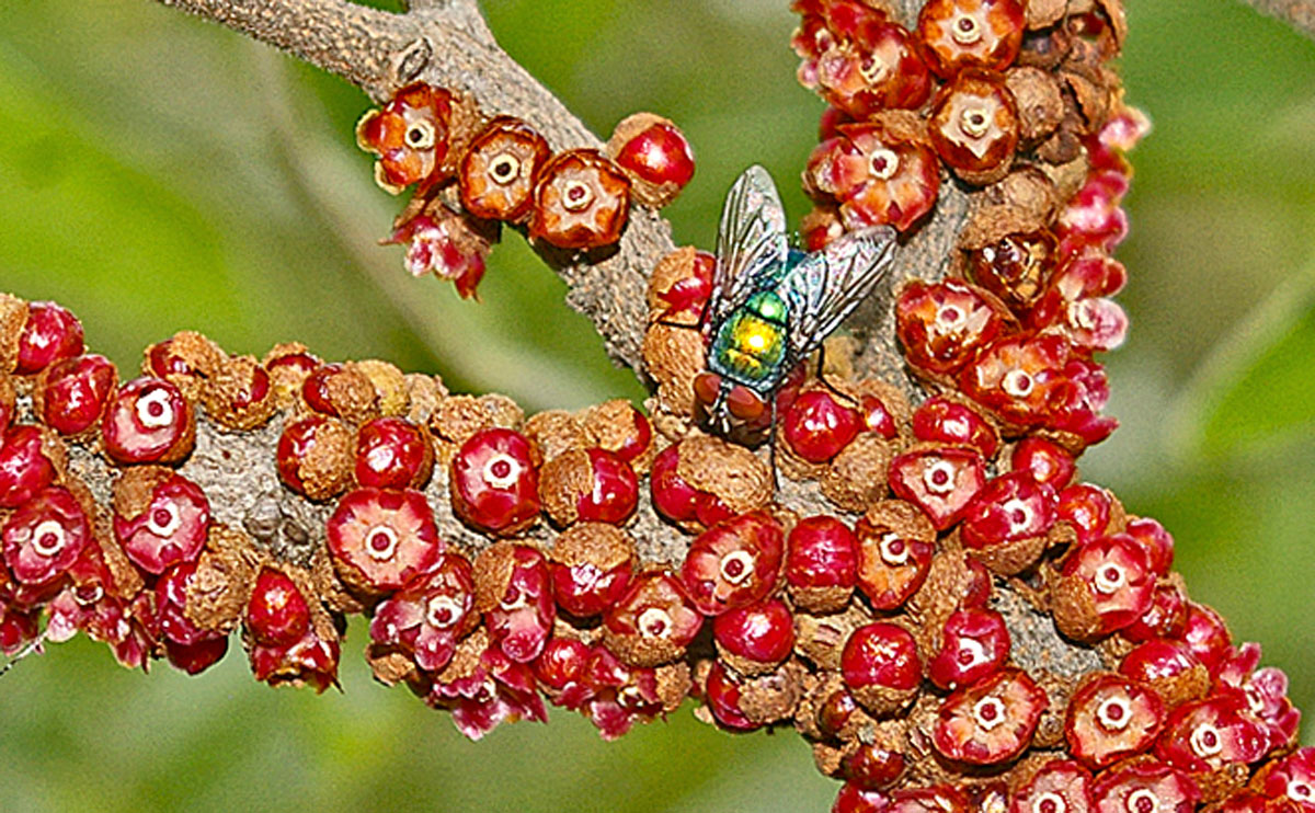 Pilostyles aethiopica