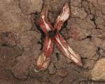 Hydnora abyssinica