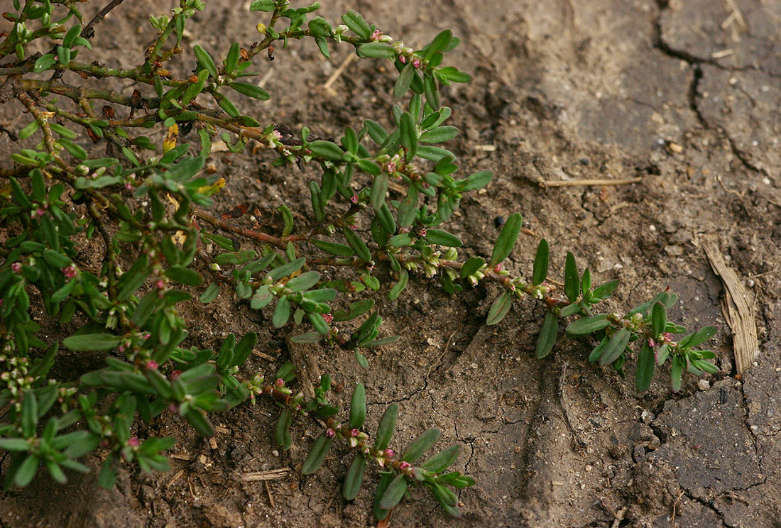 Polygonum plebeium Polygonum plebeium