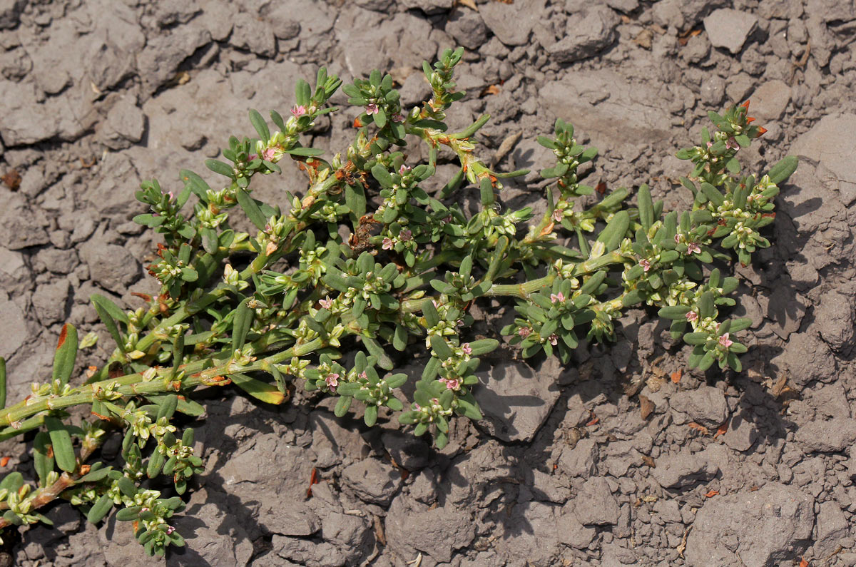 Polygonum plebeium Polygonum plebeium
