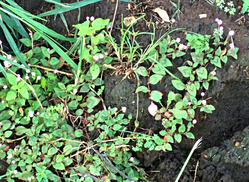 Persicaria capitata
