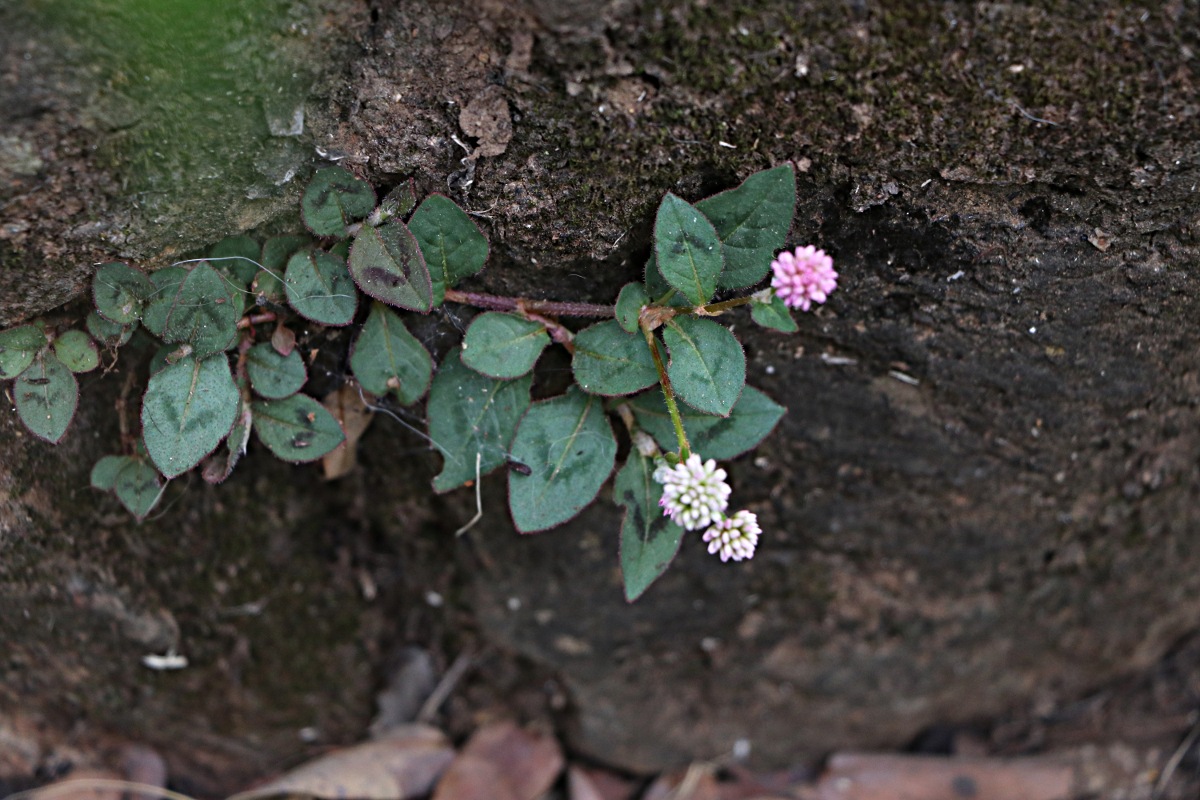 Persicaria capitata Persicaria capitata