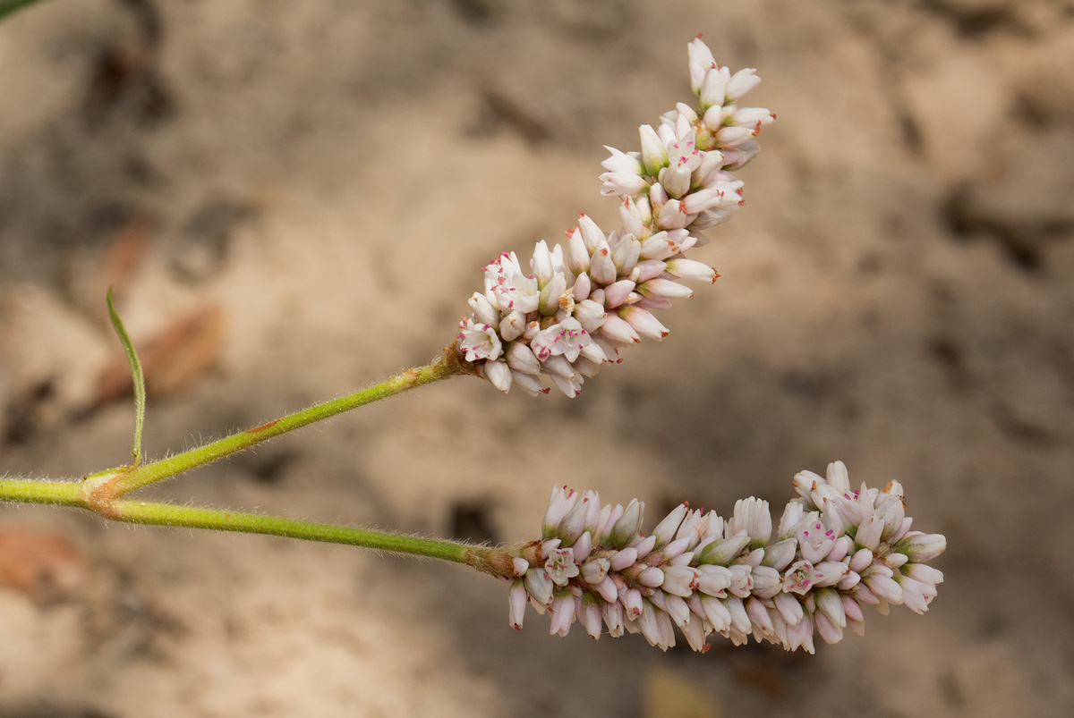 Persicaria limbata Persicaria limbata