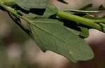 Chenopodium album