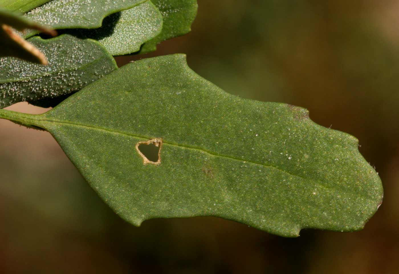 Chenopodium album