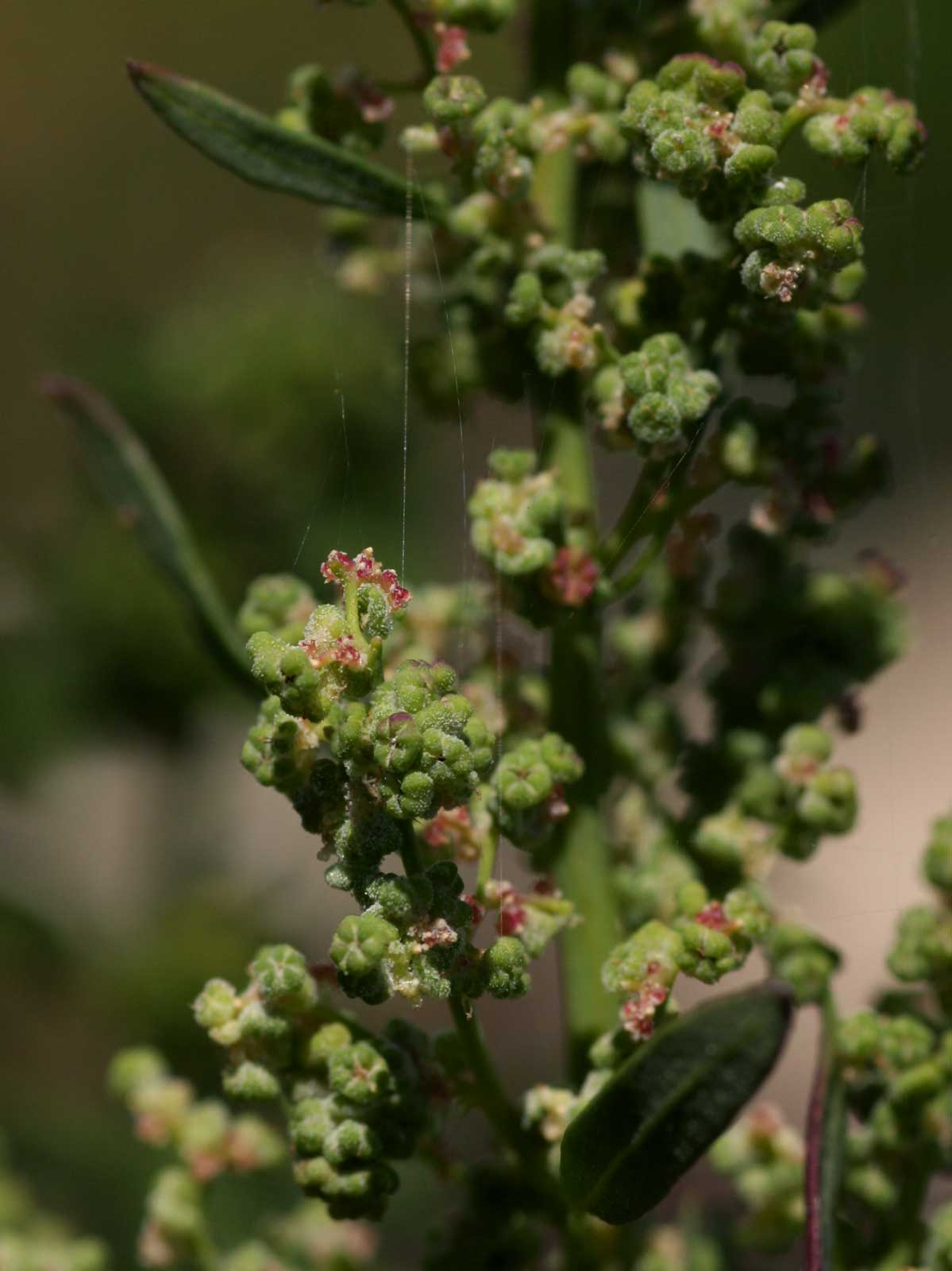 Chenopodium album Chenopodium album