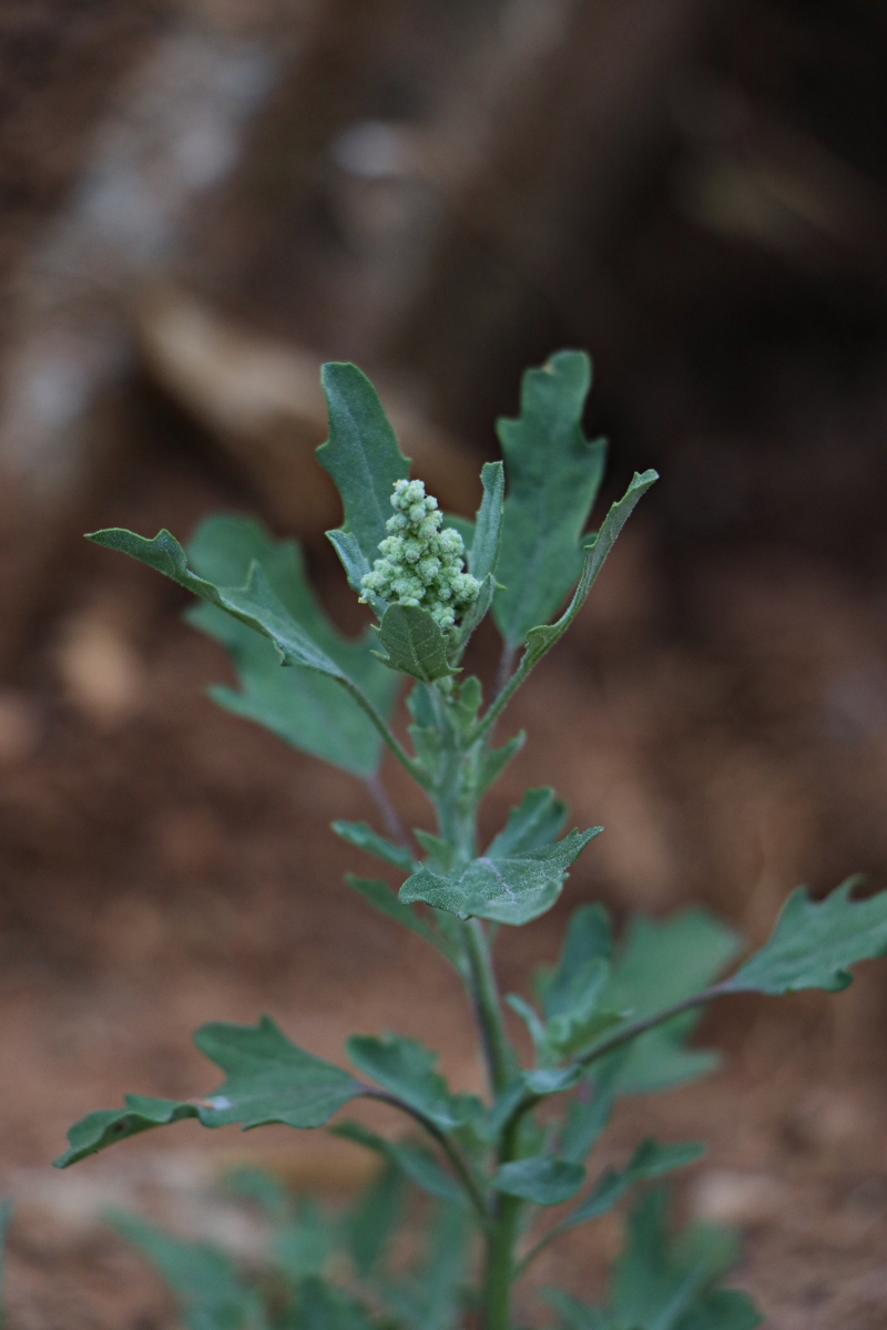 Chenopodium album Chenopodium album
