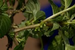 Amaranthus blitum subsp. emarginatus
