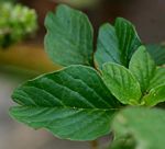 Amaranthus blitum subsp. emarginatus