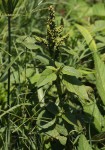 Amaranthus blitum subsp. emarginatus
