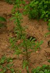 Amaranthus thunbergii