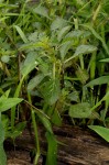 Amaranthus thunbergii