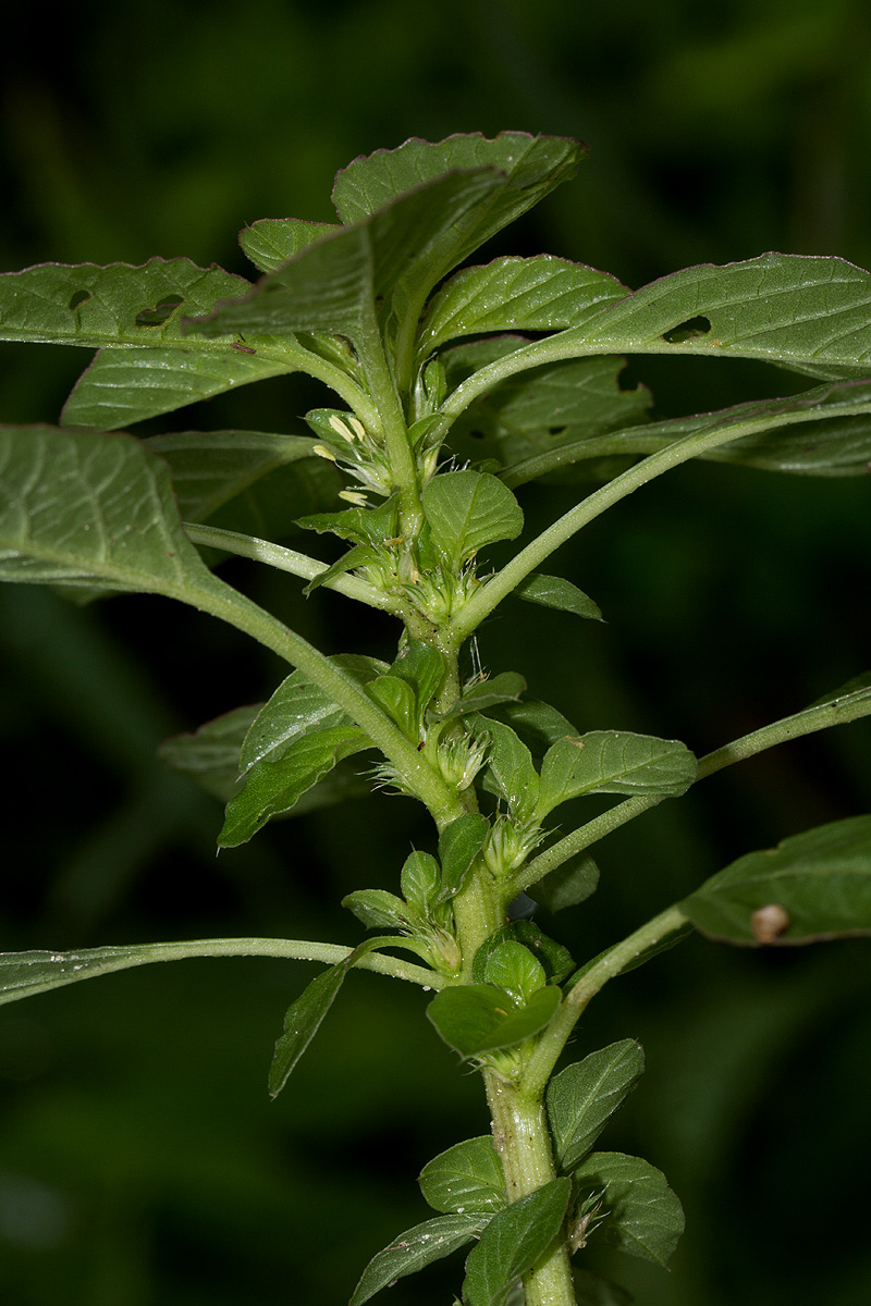 Amaranthus thunbergii