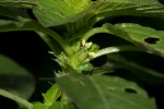 Amaranthus thunbergii